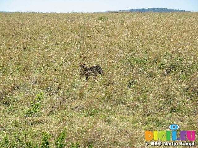 14713 Leopard in the grass